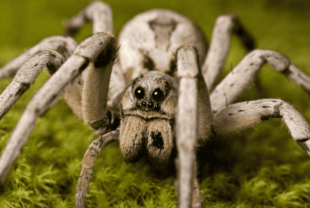 Giấc mơ thấy nhện cũng mang rất nhiều ý nghĩa khác nhau