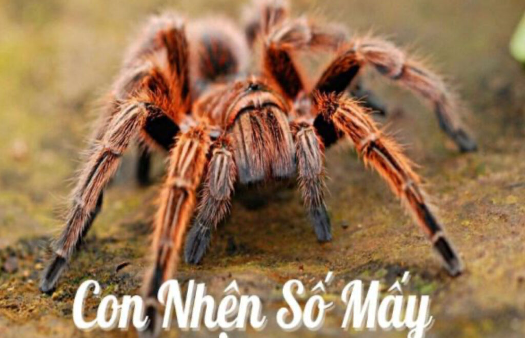Những con số may mắn nên đánh khi mơ thấy nhện tại Nhatvip