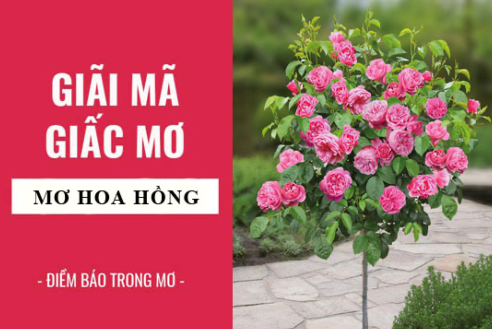 Giải mã ý nghĩa giấc mơ thấy hoa hồng và con số tại Nhatvip