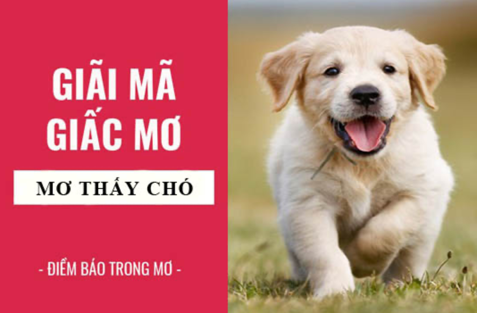 Ý nghĩa giấc mơ thấy chó và điềm báo tại Nhatvip