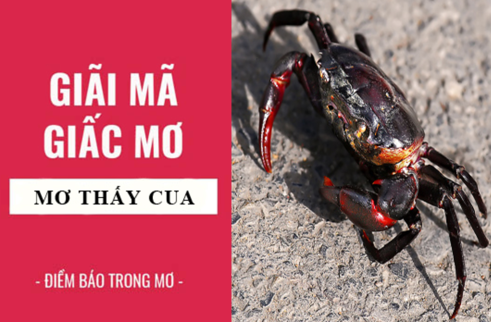 Ý nghĩa giấc mơ thấy cua mang lại khi tai Nhatvip tham gia