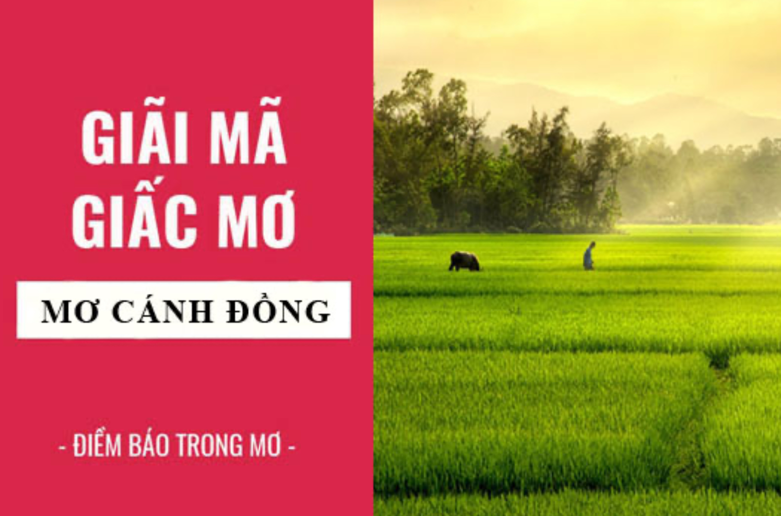 Mơ cánh đồng lúa mang điềm báo gì tại Nhatvip?